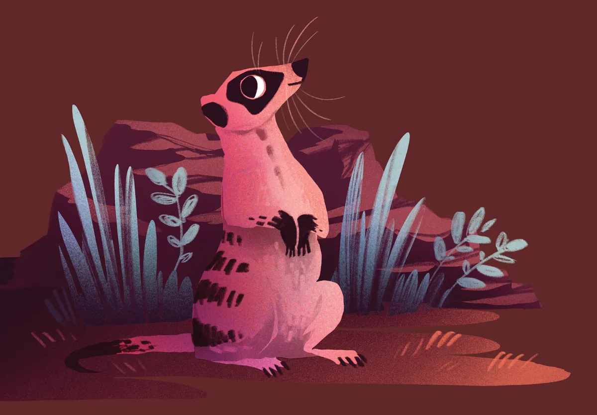 The Meerkat, illustration from Night at the Zoo: Latecomers